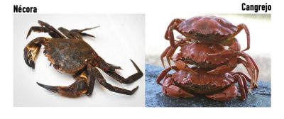 Diferencia entre nécoras y cangrejos