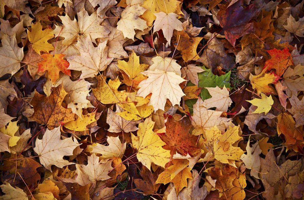 Productos de otoño